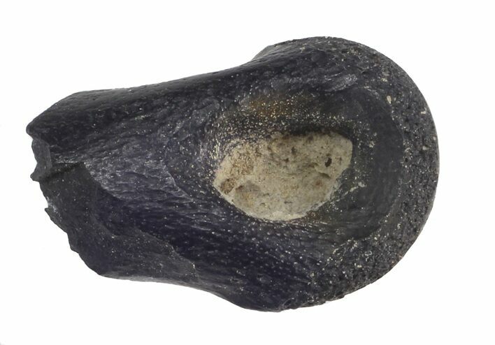 Partial Theropod Toe Bone - Aguja Formation, Texas #43004
